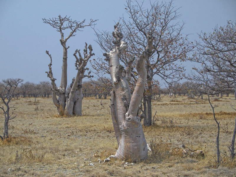 Okaukuejo, Moringa